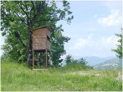 territorio caccia al capriolo, caccia al daino, caccia al cinghiale, caccia agli ungulati